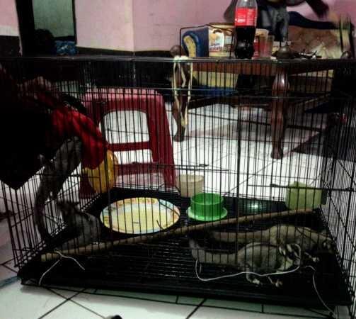 sugar glider family joey