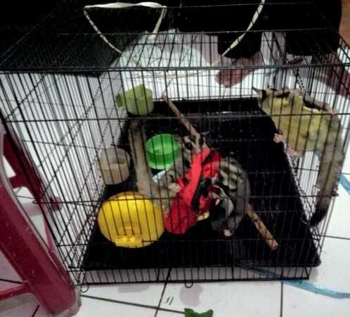 sugar glider family joey