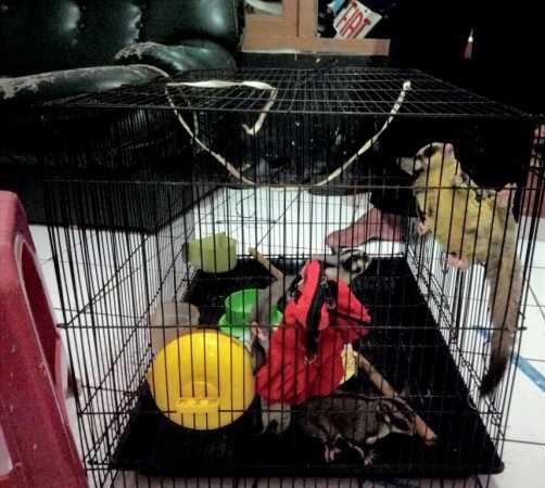 sugar glider family joey