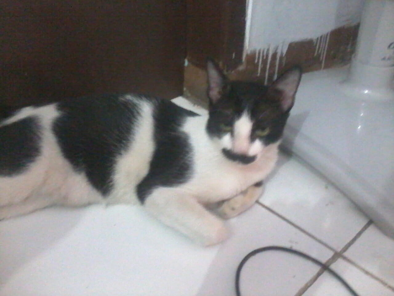 foto2 kucing dengan corak bulu yang unik