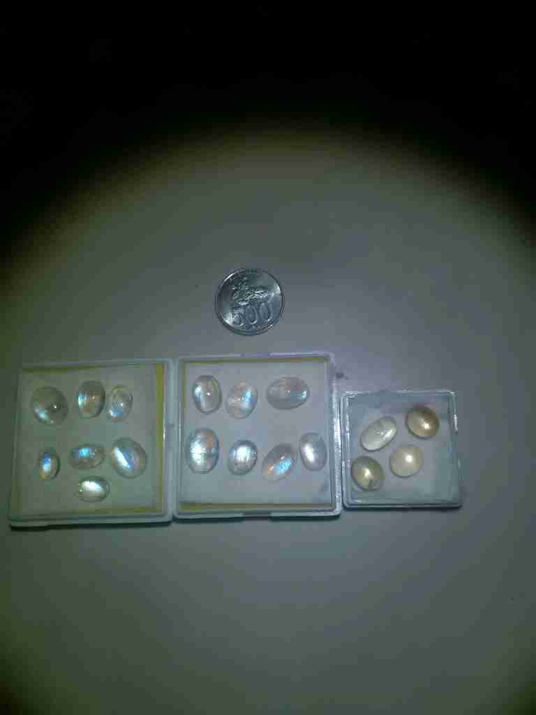 jual biduri laut dan biduri bulan aka moonstone murmer