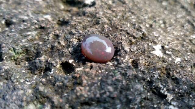WTS BATU CINCIN KALIMAYA BANTEN . black opal, teh, susu, cristal