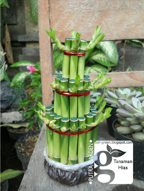 Terjual Tanaman Hias Mini Unik Bambu Rejeki Fengsui Hoki | KASKUS