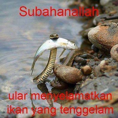 Subahanallah ular ini berteman dengan ikan