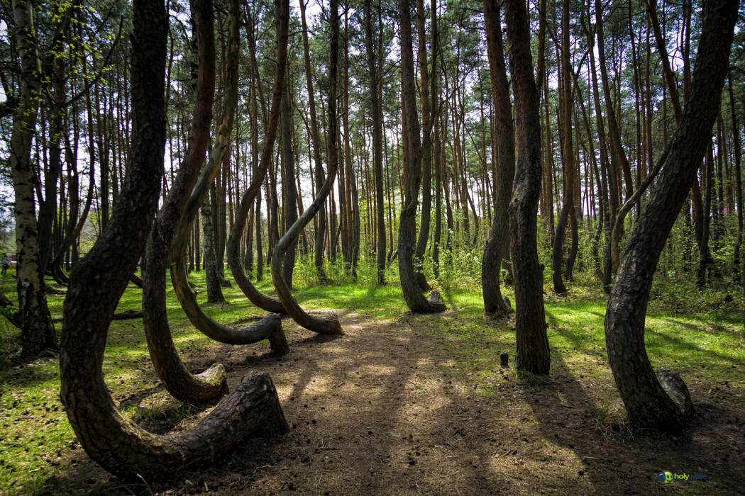 10 Hutan Terindah di Dunia