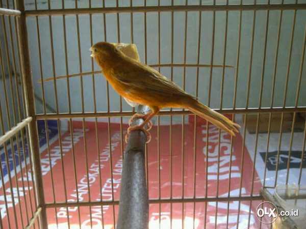 Kenari Red Mosek Jantan