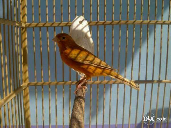 Kenari Red Mosek Jantan