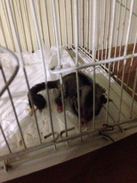 WTS Joey SG (Sugar Glider)