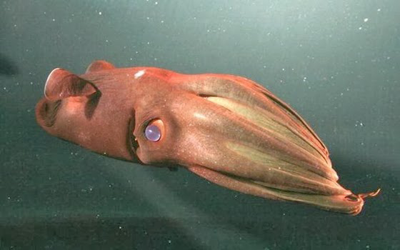 10 makhluk laut teraneh yang belum agan tau