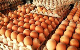 12 Fakta Tentang Telur