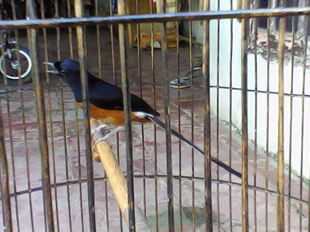 murai batu medan