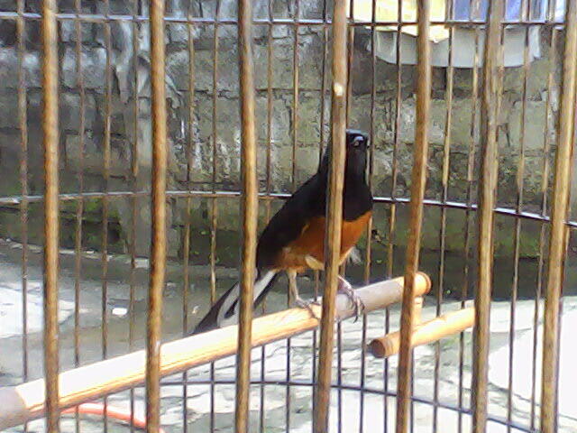 murai batu medan