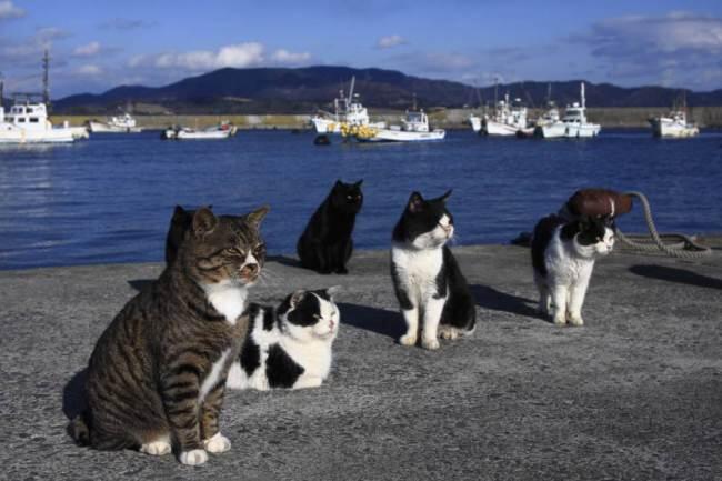 Anda Pecinta Kucing?? Ada Pulau Kucing Di Jepang