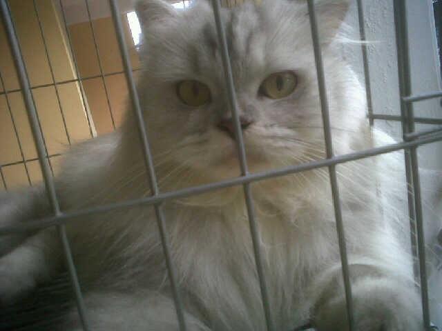 Kucing Persia Siap Kimpoi