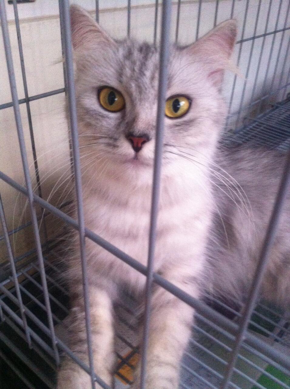 Kucing Persia Siap Kimpoi