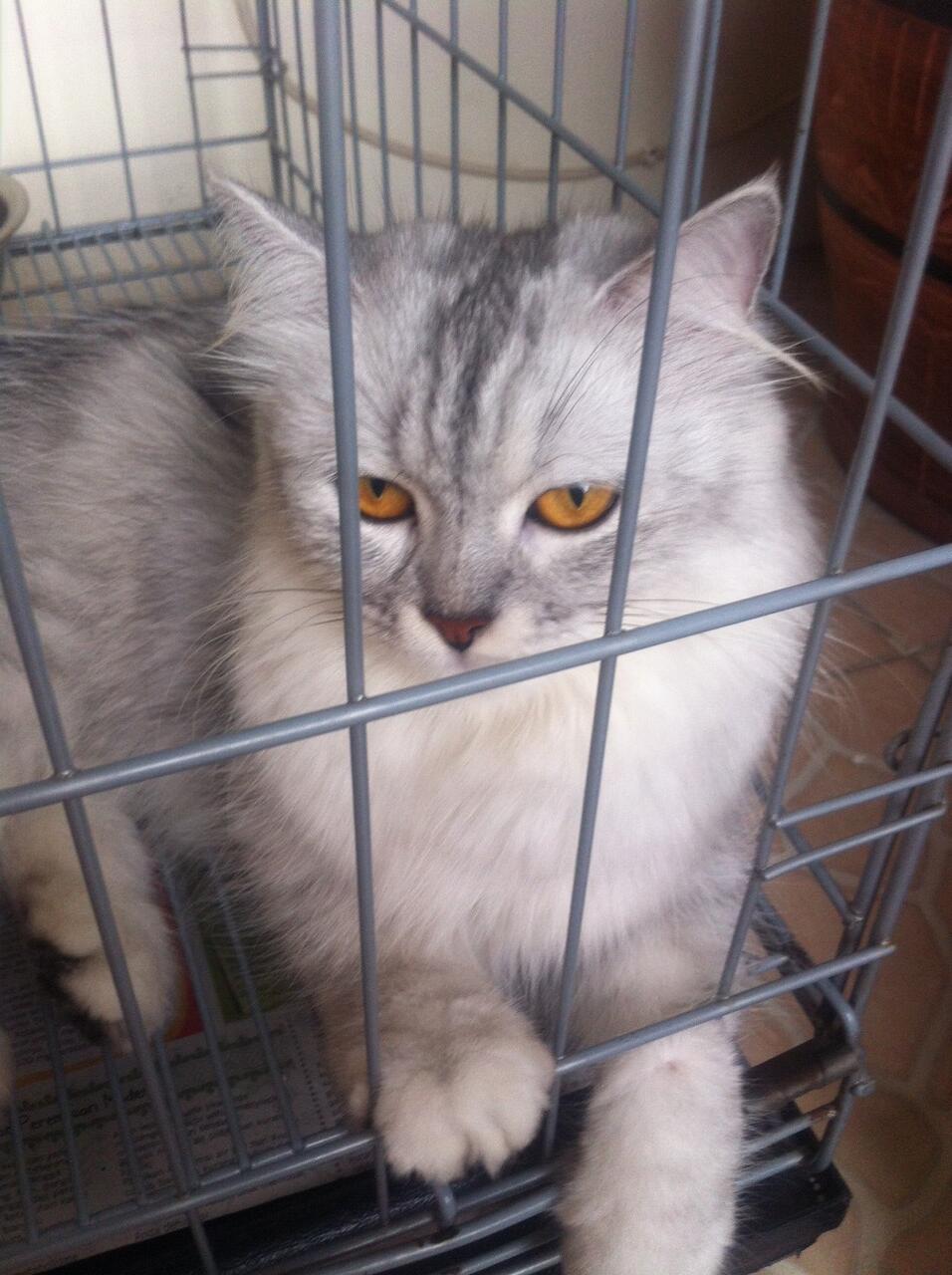 Kucing Persia Siap Kimpoi
