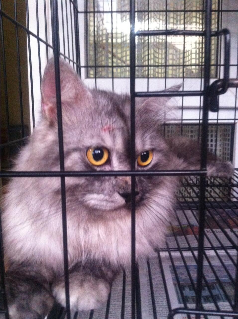 Kucing Persia Siap Kimpoi