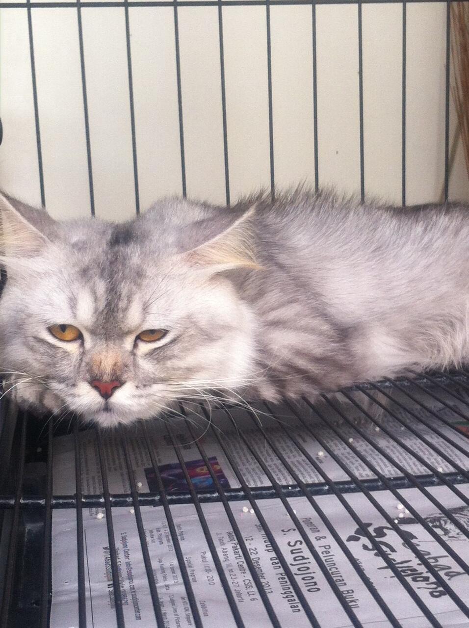 Kucing Persia Siap Kimpoi
