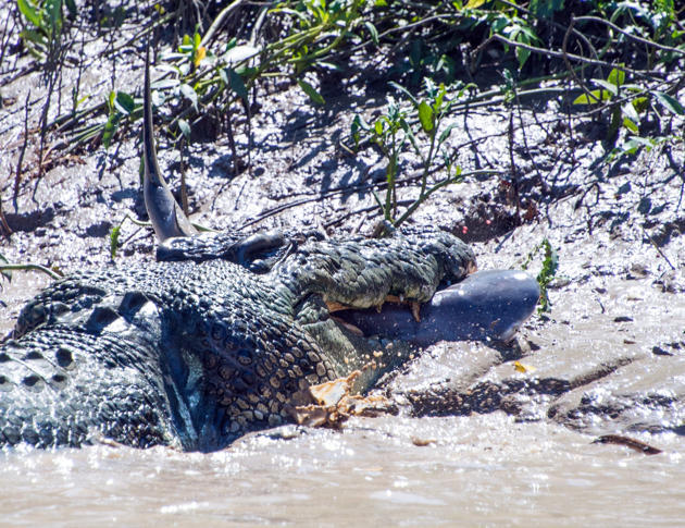 Buaya vs hiu di pinggir sungai