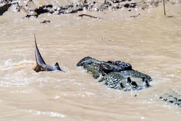 Buaya vs hiu di pinggir sungai