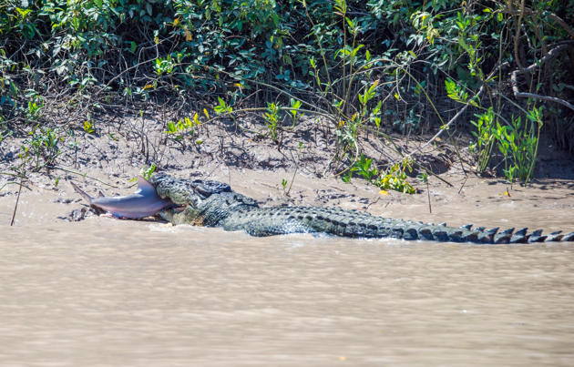 Buaya vs hiu di pinggir sungai