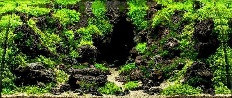 yuk coba liat design aquarium yang patut dicoba 