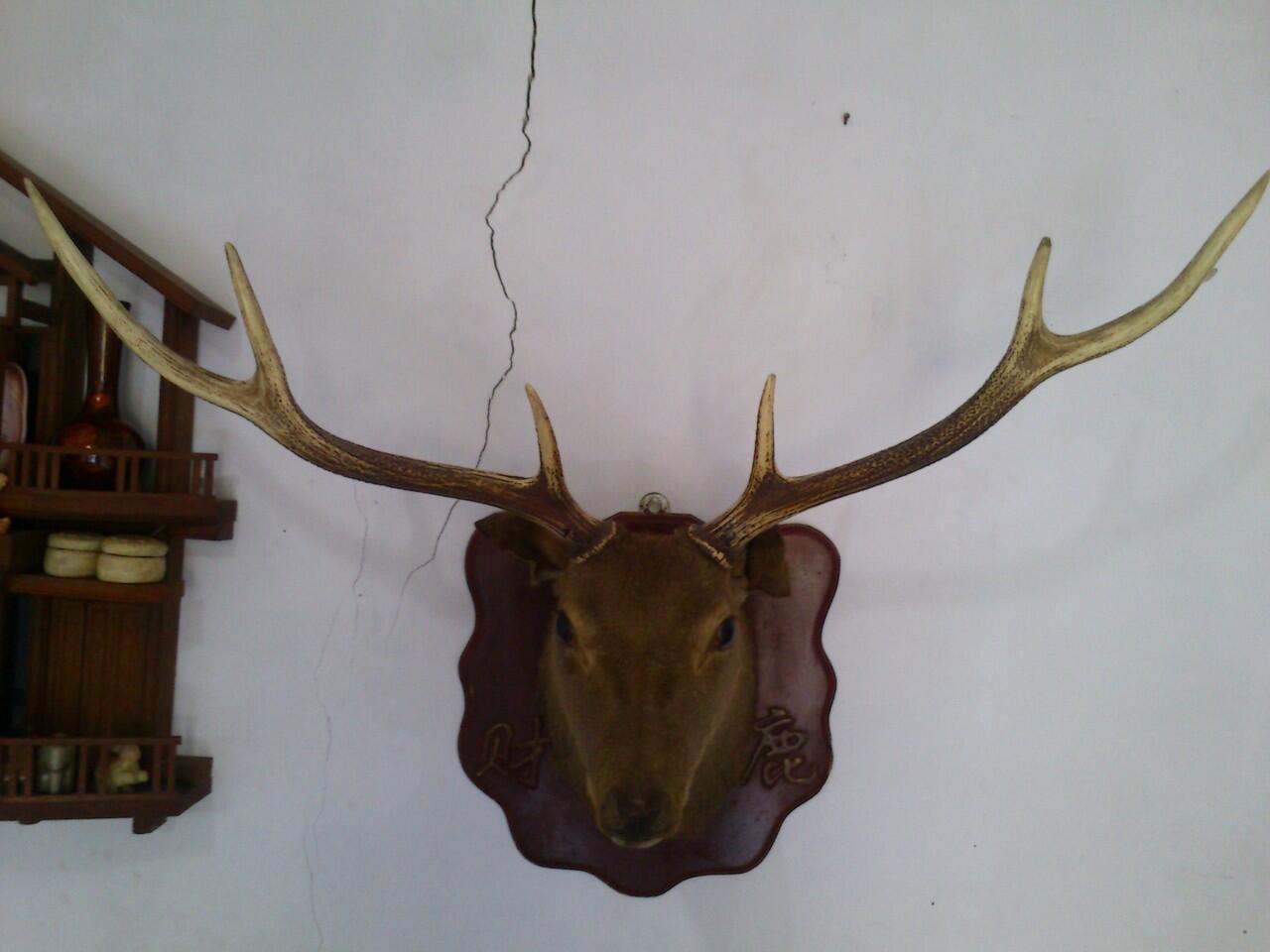 Kepala Rusa Asli