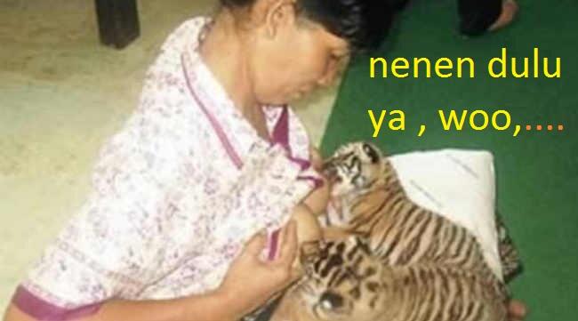 MEME Prabowo curhat sakit hati sama KPU