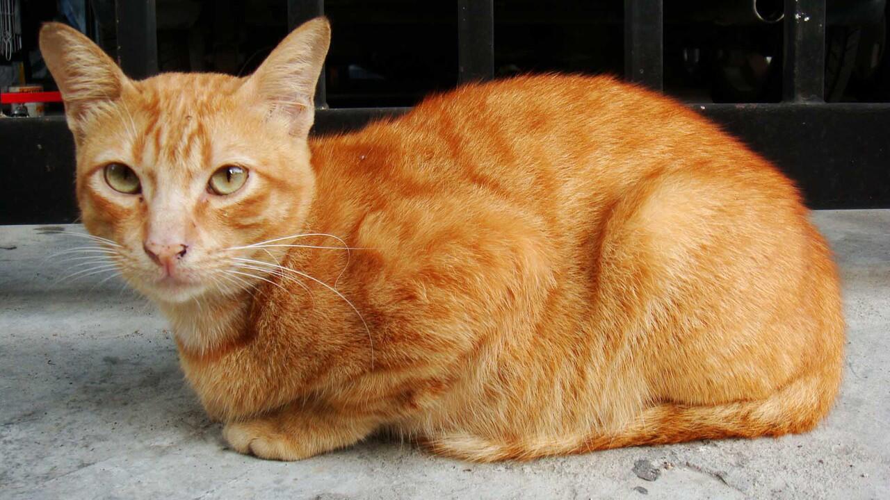 Daging Kucing Goreng Jadi Santapan Populer di Vietnam