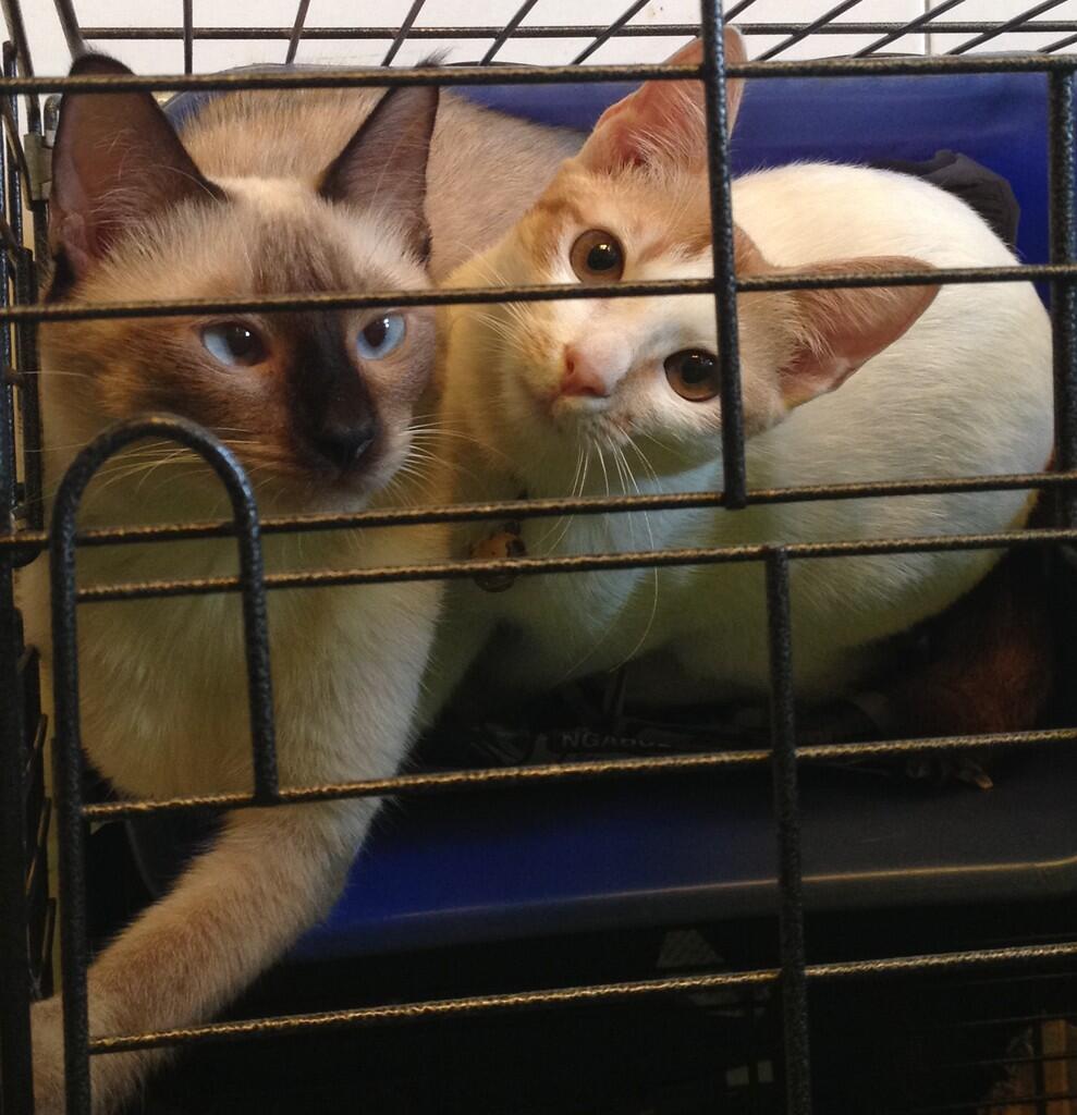 KUCING HIMALAYA/ SIAM YANG UNIQUE