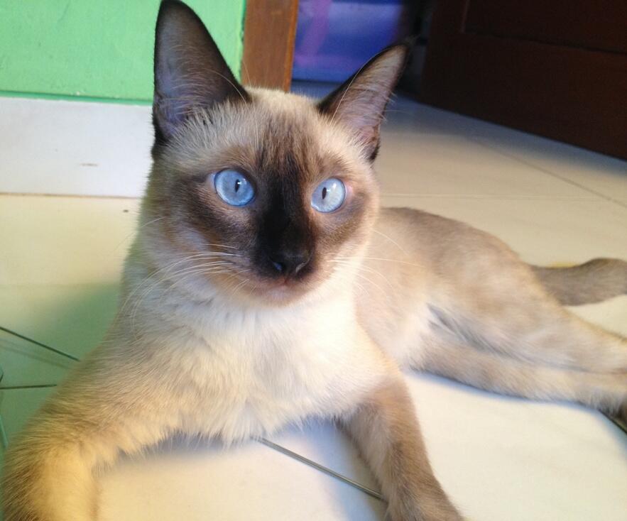 KUCING HIMALAYA/ SIAM YANG UNIQUE