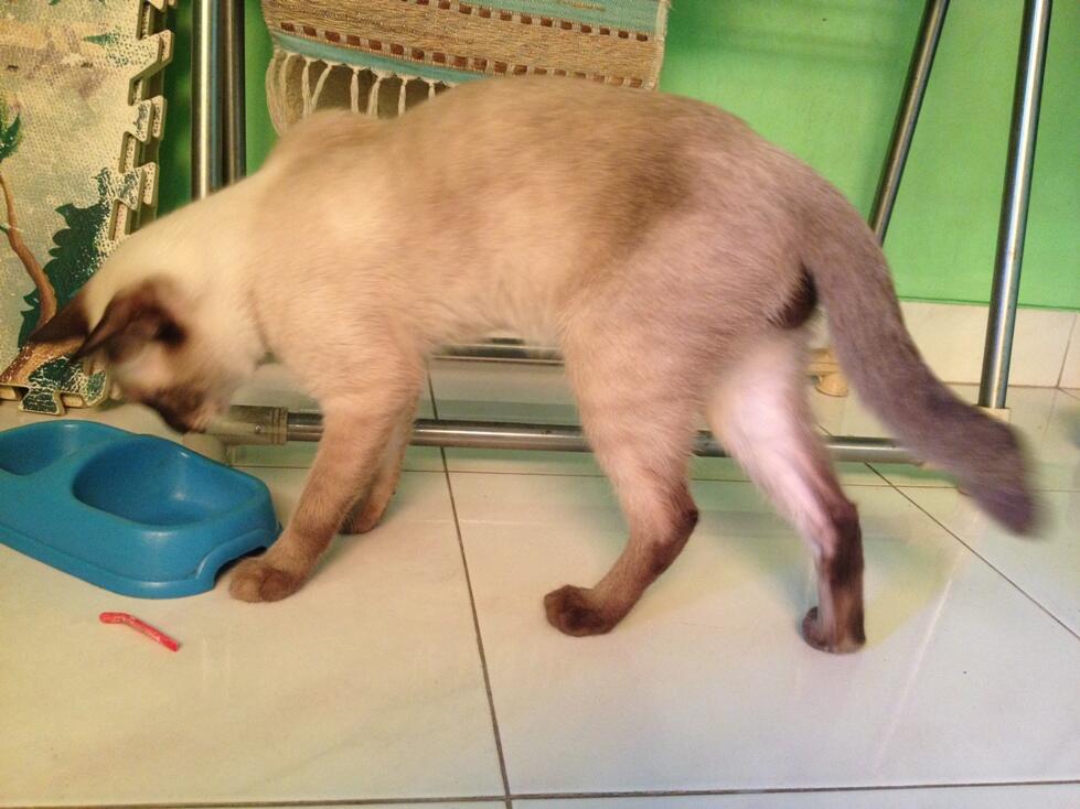 KUCING HIMALAYA/ SIAM YANG UNIQUE