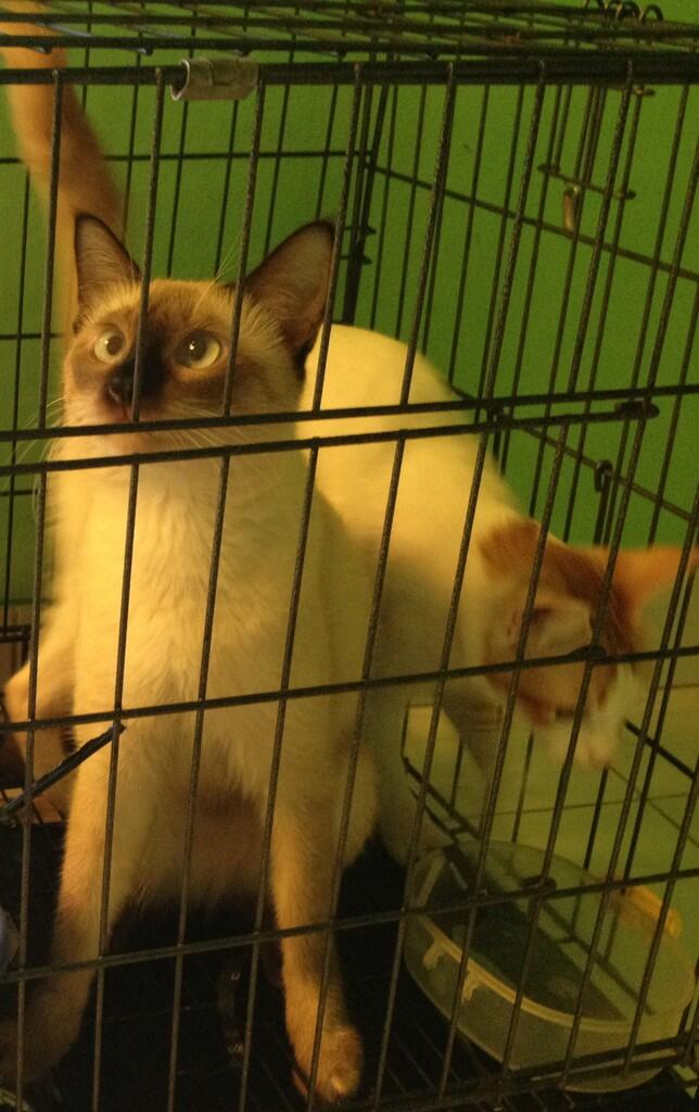 KUCING HIMALAYA/ SIAM YANG UNIQUE