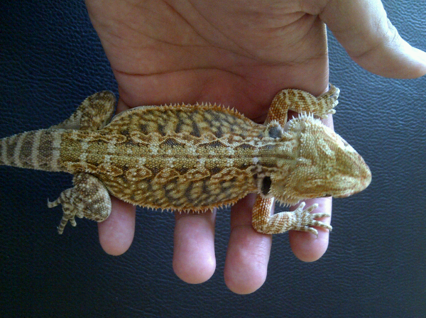 Bearded Dragon LB (red)