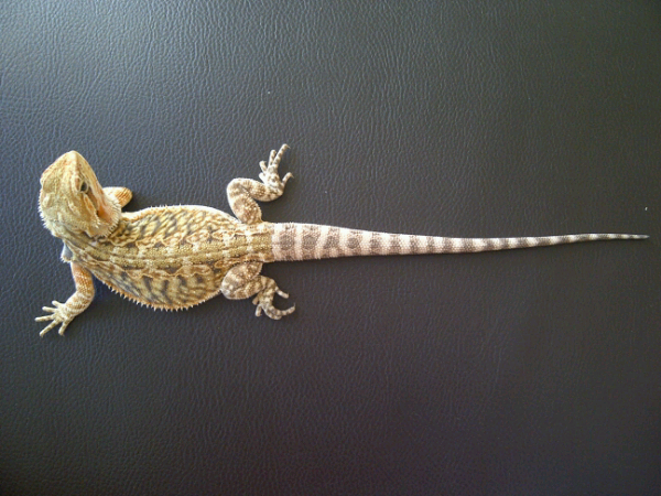 Bearded Dragon LB (red)