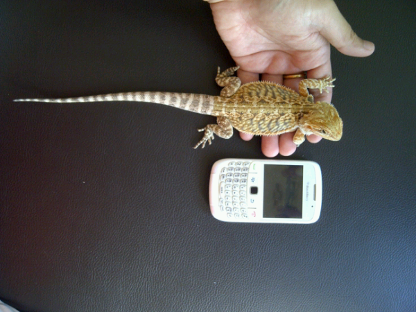 Bearded Dragon LB (red)