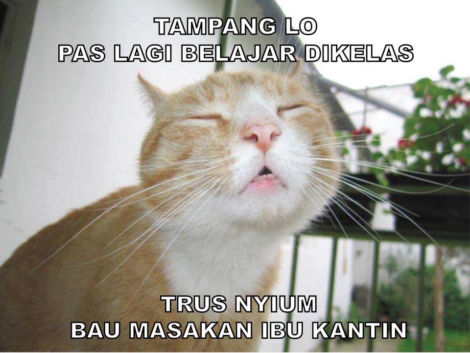 PARA KUCING YANG BIKIN ENTE NGAKAK