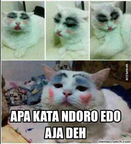 PARA KUCING YANG BIKIN ENTE NGAKAK