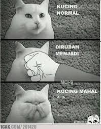 PARA KUCING YANG BIKIN ENTE NGAKAK