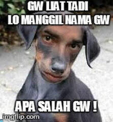 PARA ANJING YANG BIKIN AGAN DAN SISTA NGAKAK