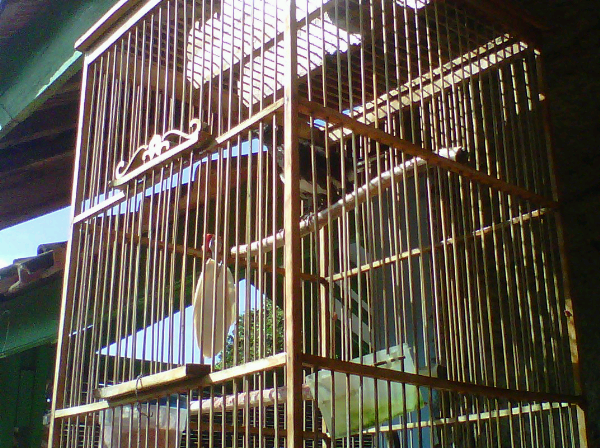Kacer Muda Sumatra