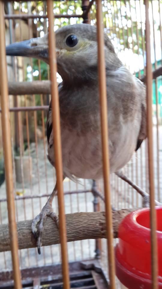 Terjual Jual Jalak Hongkong Trotol / anak KASKUS