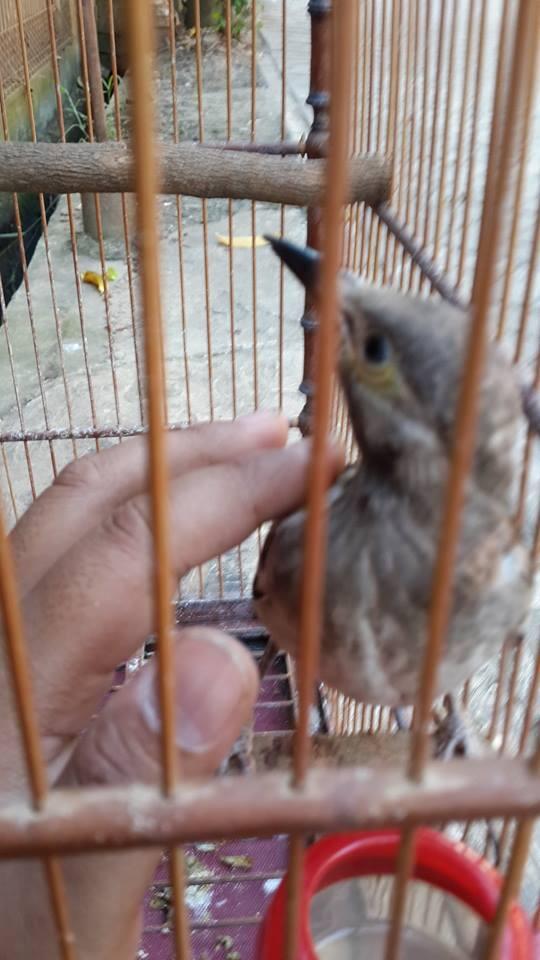 Terjual Jual Jalak Hongkong Trotol / anak KASKUS