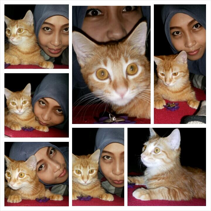 (HELP) Kucing saya sakit, Lokasi JOGJA