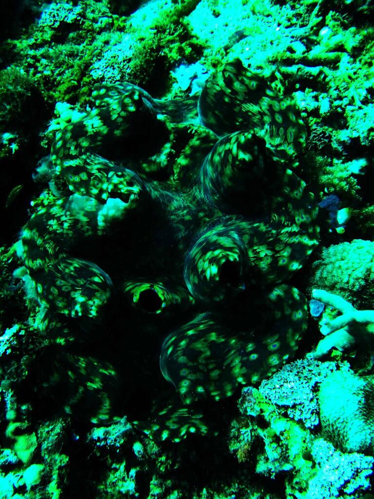 SIAU ISLAND -SULAWESI UTARA - SEPOTONG SURGA DI UTARA MANADO