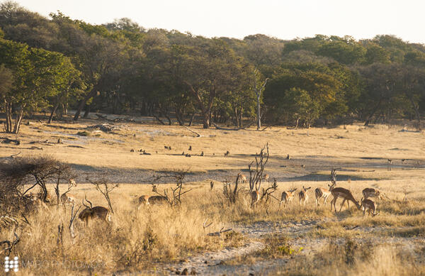 &#91;FR&#93; Enroute to Wilderness - Zimbabwe