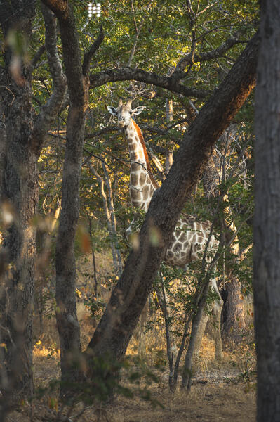 &#91;FR&#93; Enroute to Wilderness - Zimbabwe