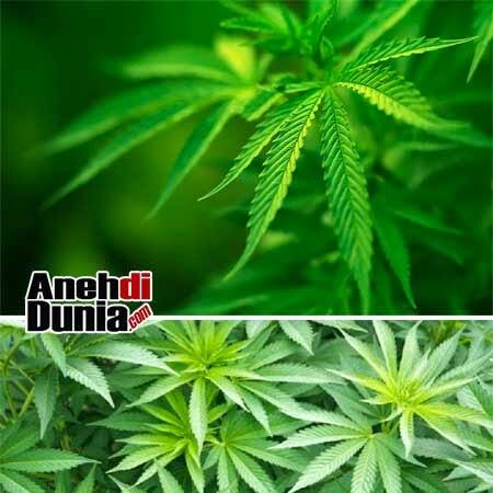 Jenis Jenis Tanaman Atau Tumbuhan Yang Bernilai Jual Tinggi / Mahal !