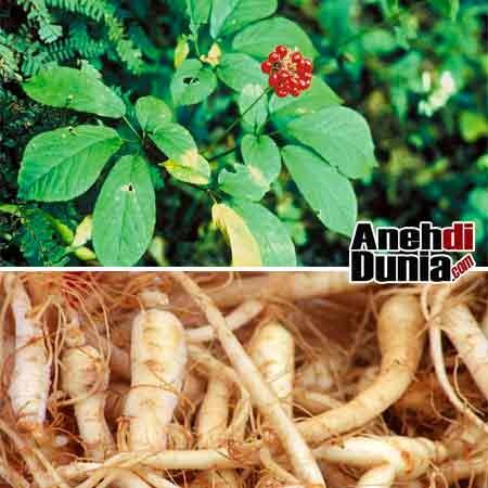 Jenis Jenis Tanaman Atau Tumbuhan Yang Bernilai Jual Tinggi / Mahal !
