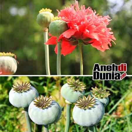 Jenis Jenis Tanaman Atau Tumbuhan Yang Bernilai Jual Tinggi / Mahal !